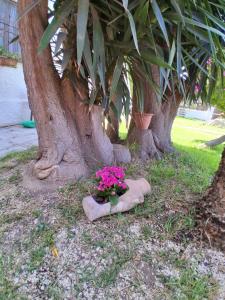 a flower pot sitting on a rock under a tree at villa amodeo in Paceco