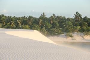 a sandy beach with palm trees in the background at Vila hangloose Jericoacoara in Acaraú