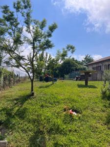 a tree in the middle of a grass field at B&B Andromeda in Palmi