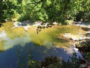 ein Hund steht im Wasser eines Baches in der Unterkunft Vikendica Nik in Bogutovac + 2 Fotos