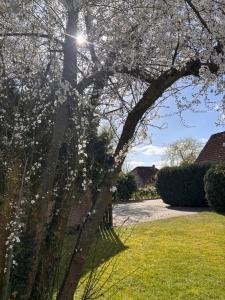 a tree with white flowers on it in a yard at Harmonie im Grünen-Erdgeschoss-Ferienwohnung mit eigenem Eingang und direktem Gartenzugang in Wathlingen