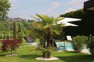 a palm tree in a yard next to a swimming pool at Casale del Miglio in Casorzo
