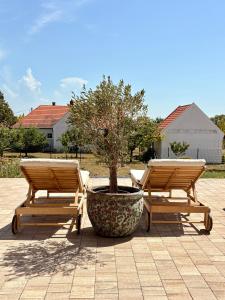 two wooden chairs and a tree in a pot at Pannon Grace Balaton in Dörgicse