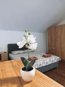 a white flower in a white vase on a table at M&M Trebinje in Trebinje +21 photos