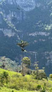 a tree in a field with a mountain in the background at Hotel Casaloma in Florián