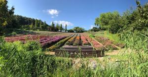 a field of plants with purple flowers in it at Herb Village in Yeoncheon