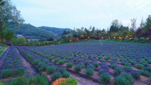 a large garden with purple flowers in a field at Herb Village in Yeoncheon