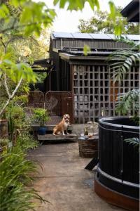a dog sitting on a fountain in a garden at The Bangalow Barn in Bangalow +61 photos