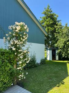 a tree with white flowers next to a building at Tiny Guesthouse in Nakskov