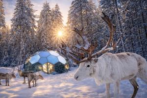 a painting of a deer in the snow with a soccer ball at SKOG Aurora Glass Igloos in Kalix