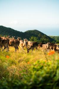 a herd of deer running in a field at Hôtel Diana Dea Lodge & SPA in Sainte-Anne-les Hauts