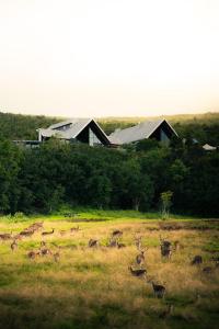 a herd of deer in a field in front of a house at Hôtel Diana Dea Lodge & SPA in Sainte-Anne-les Hauts