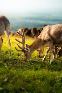 a group of animals grazing in a field of grass at Hôtel Diana Dea Lodge & SPA in Sainte-Anne-les Hauts +60 photos