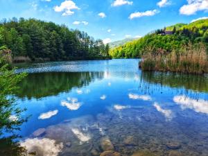 a lake in the middle of a forest at Nonna Marisa B&B in Madonna di Fornelli