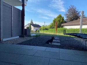 a black cat sitting in the middle of a yard at Apartment EigenArt in Owingen