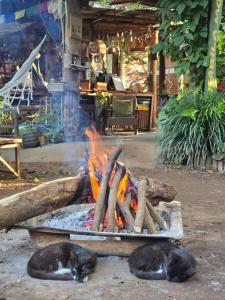 two cats laying on the ground next to a fire at Backyard Eco Bungalows Moshi in Moshi