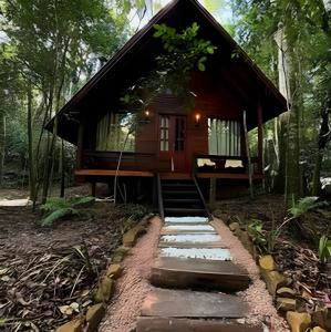 a cabin in the woods with a pathway leading to it at Cabana Bem-te-vi in Três Coroas