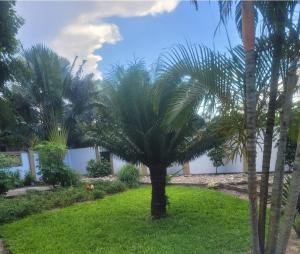 a palm tree in the middle of a yard at Mary homestays in Dar es Salaam