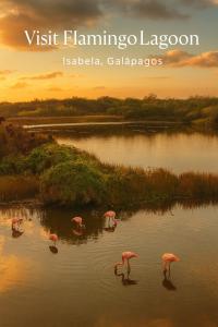 a group of flamingos standing in the water at Hospedaje Isabela in Puerto Villamil