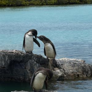three birds standing on a rock near the water at Hospedaje Isabela in Puerto Villamil
