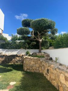 a tree sitting on top of a stone wall at Al Mare da Francesca in Olbia +94 photos