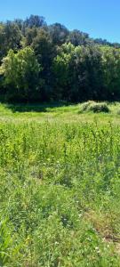 a field of tall grass with trees in the background at chambre hote independante in Le Mas-dʼAzil