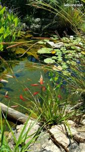 a pond with a bunch of fishes in the water at chambre hote independante in Le Mas-dʼAzil