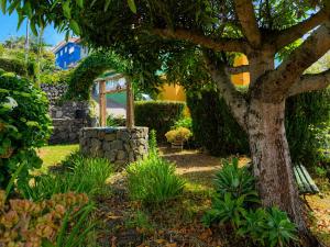 a garden with a tree and a stone wall at La Tanquera y Las Rosas in Los Realejos