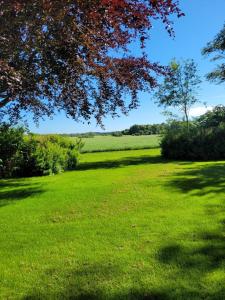 a field of green grass with a tree in the foreground at Uggerhøjvej Gårdhygge in Hjørring