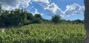 a field of crops with clouds in the sky at Rails and Vines in Tsinandali