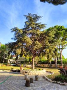 ein Baum in einem Park mit Bänken und Bäumen in der Unterkunft Eagles Nest Guesthouse- Rose Lily Suite 2 in Ḩaşrūn al Jadīdah