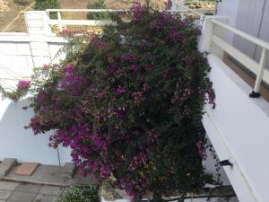 弗盧米尼馬焦雷的住宿－Chicco Frau appartamenti trattati con OZONO，阳台上的一大片紫色花丛
