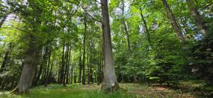 a forest filled with lots of green trees at Villa Albert in Euskirchen +22 photos