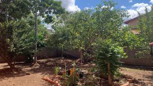 a garden with two trees in a yard at Hostel e Camping Terapia Roots in Santa Teresinha