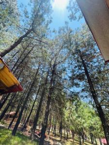 a view of a forest of tall trees at Cabañas Recor in Tepoxcuautla