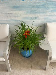 a plant in a blue pot sitting next to a bench at Hotel NEMO in Kiten