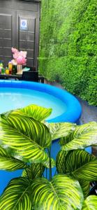 a green plant sitting next to a blue pool at Centre Cheap Hotel in Tashkent