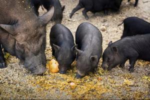 a group of pigs eating food on the ground at Domaine de Montaut in Montaut-Ariège