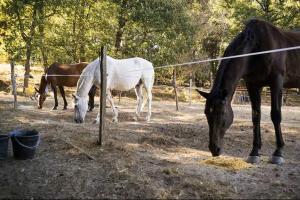two horses eating hay in a field next to a fence at Domaine de Montaut in Montaut-Ariège +8 photos