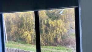 a window view of a weeping willow tree at Ballarat home in Ballarat