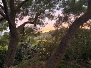 a group of trees with the sunset in the background at La Manna di Zabbra in Pollina