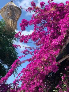 a tree covered in pink flowers in front of a building at Blue Sea Hotel in Tuzla