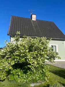 a tree with white flowers in front of a house at Villa Martini in Åmål