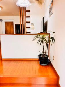 a room with a potted plant sitting on a wooden floor at 古民家一棟貸切 民宿 潤 松山市駅徒歩5分 銀天街徒歩2分 無料駐車場1台付き in Matsuyama