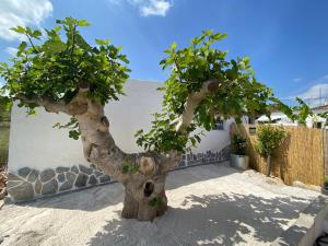 a tree in the sand in front of a building at Casa Perico Reyes in Cartagena