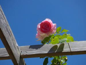 a rose sitting on top of a wooden fence at Chambre d'hôtes les Rosiers in La Flèche
