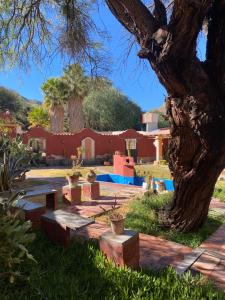 a park with a tree and a picnic table at Hosteria El Capricho in Seclantás