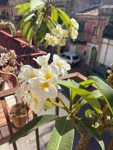 ein Strauß weißer Blumen auf einem Balkon in der Unterkunft B&B Domus Candida in Calatabiano