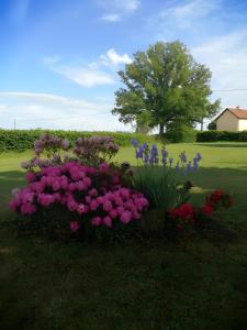 a bunch of purple and pink flowers in a yard at Entre Brionnais Et Bourbonnais in Montaigüet-en-Forez