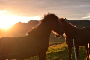 two horses standing next to a fence at sunset at Black Beach Suites in Vík